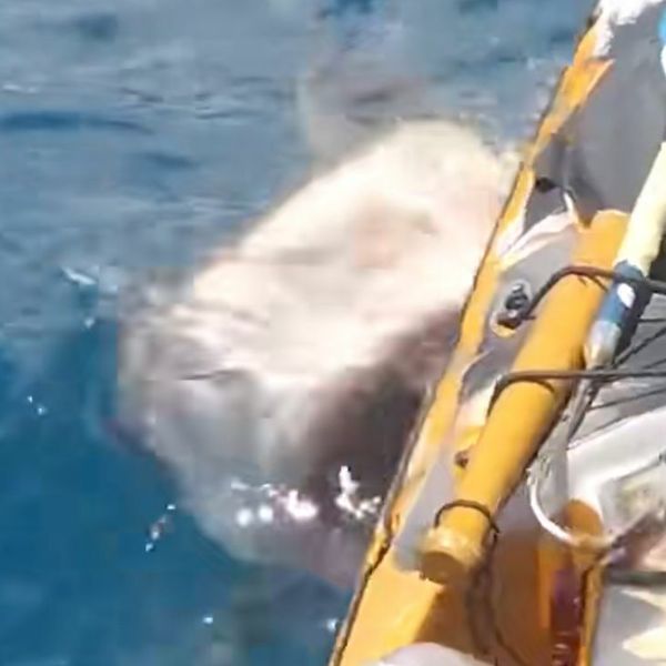 Napao ga morski pas, no nitko mu ne bi vjerovao da nije imao kameru