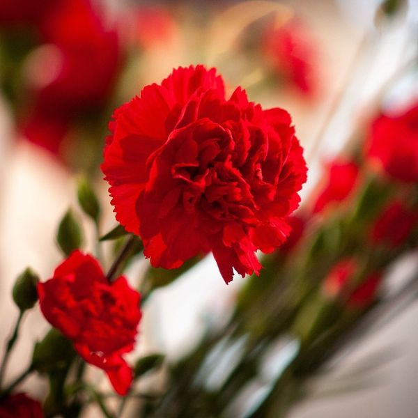 Karanfil: Cvijet duge povijesti i bogate simbolike