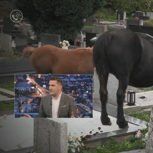 POZIV Mještani ponovno vode bitku s tuđim konjima koji uništavaju imovinu i oskvrnjuju grobove! "Opet su bez nadzora, ništa se ne poduzima"