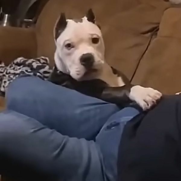 Otkrili da psi imaju snažnu reakciju na jednu riječ, pogledajte što sve izvode