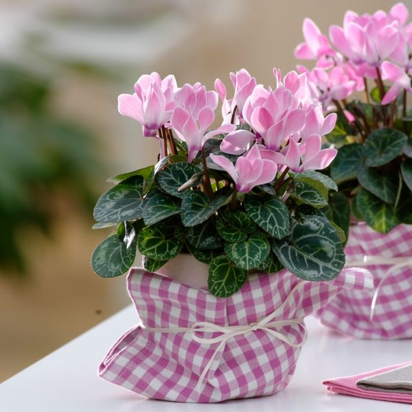 Pet savjeta uz koje će ciklama trajati do sezone božura