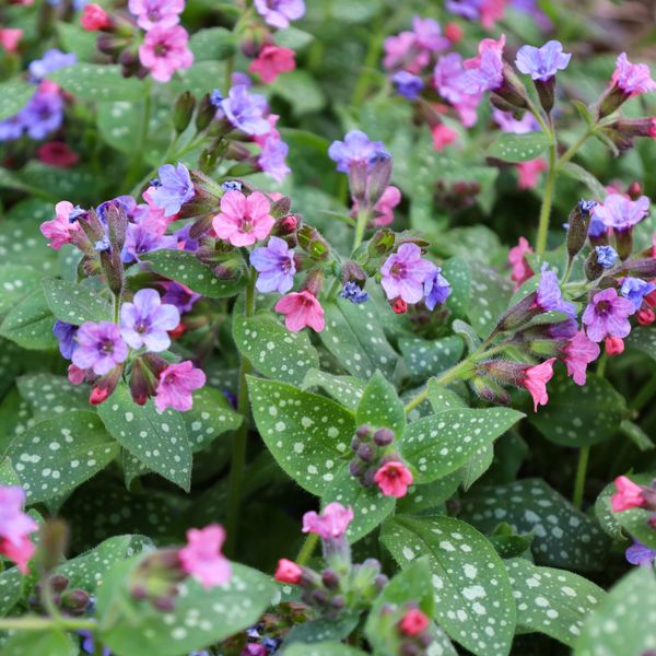 Plućnjak je cvijet koji stvara guste, dekorativne busene