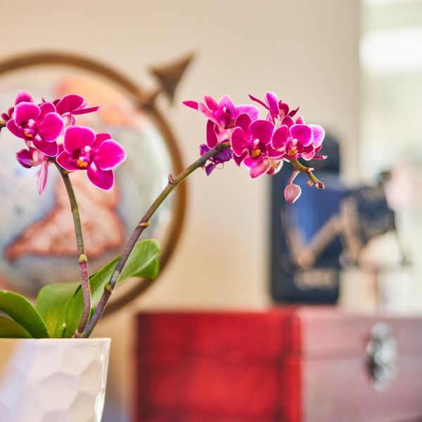 Zašto otpadaju cvjetovi i pupoljci orhideje?