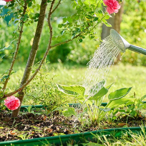 Greške koje u proljeće radimo u vrtu