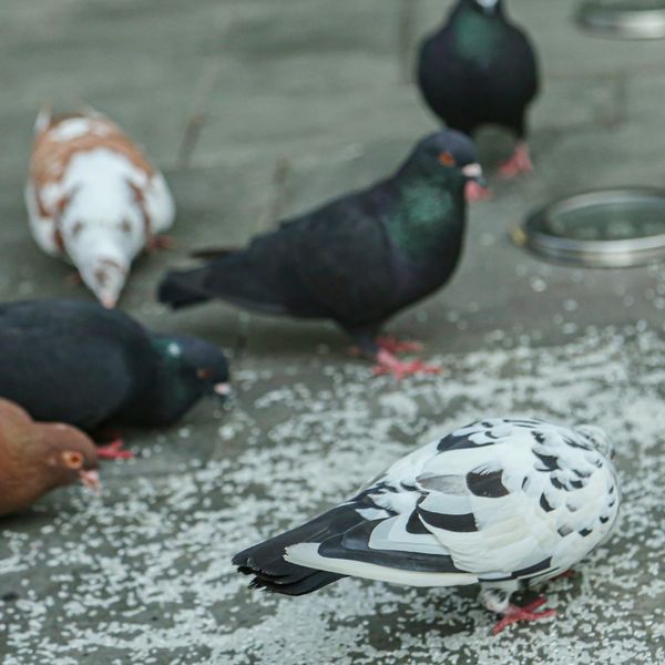 Zašto nikada ne vidimo mladunče goluba? Uz teorije zavjere postoji i logično objašnjenje