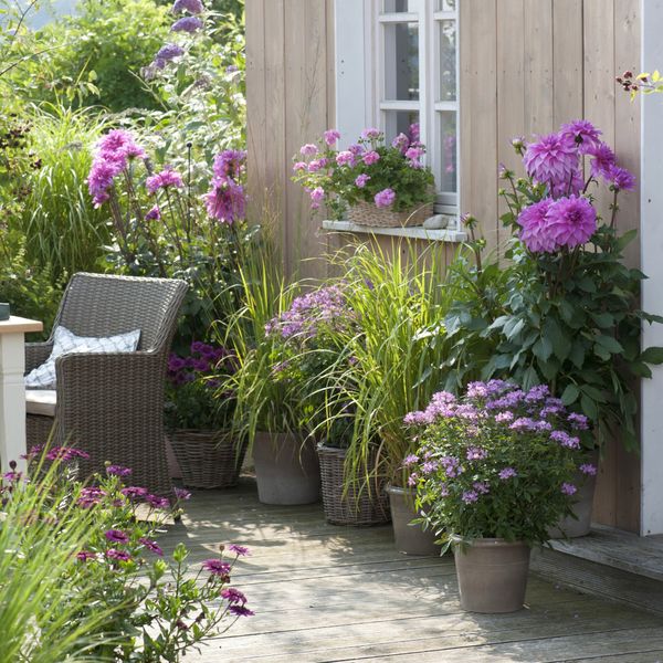 Lažni bambus idealan je za rubne gredice i ukrasne tegle