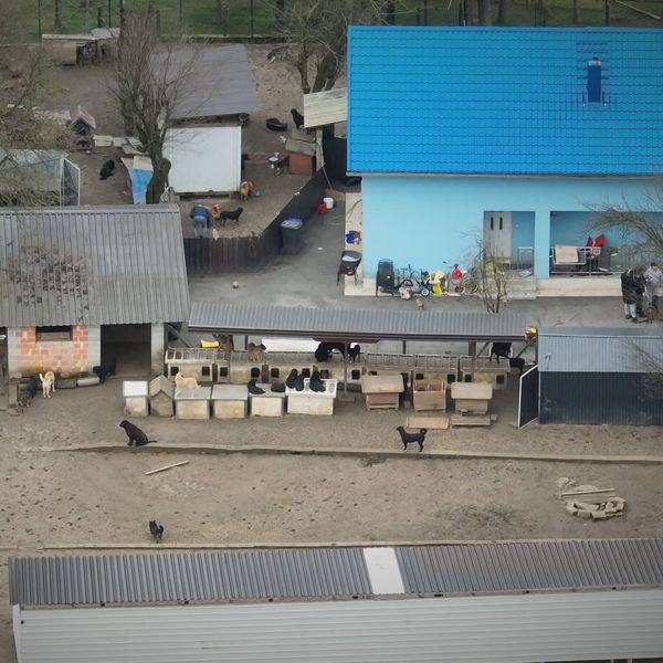 Ilegalni azili i birokratski kaos: Institucije prebacuju odgovornost dok u "azilima" ograđenim strujom borave stotine pasa