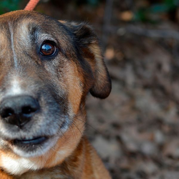 Nova akcija Udomljavanje je fora 28. ožujka u Zagrebu