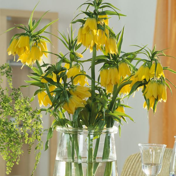 Carska krunica ili carski tulipan je cvijet vrlo specifičnog izgleda