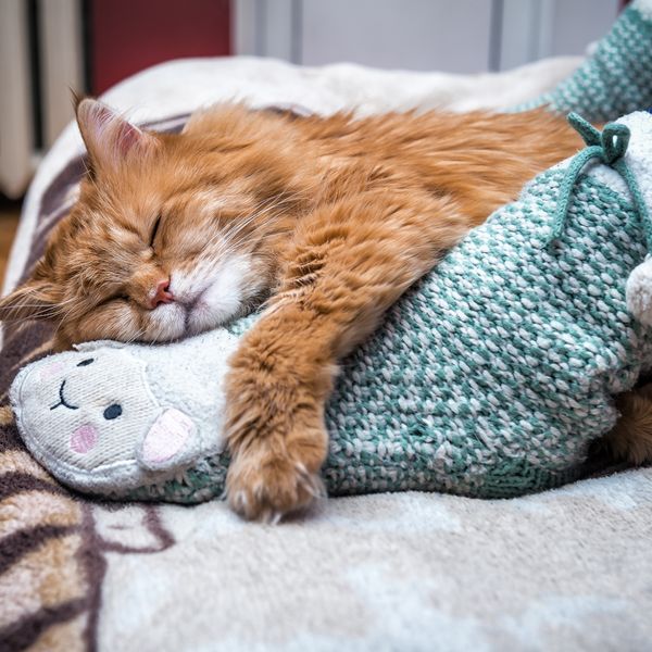 Što znači kad vam mačka spava pod nogama