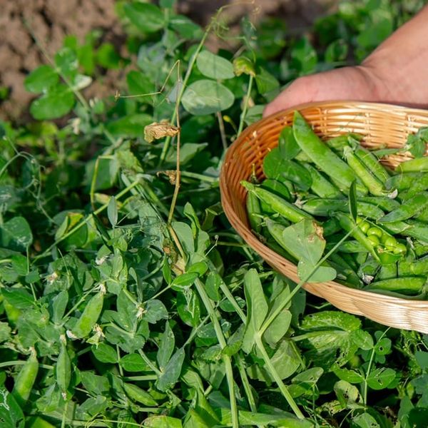 Kako sijati niski grašak i što saditi uz njega? Evo što trebate znati