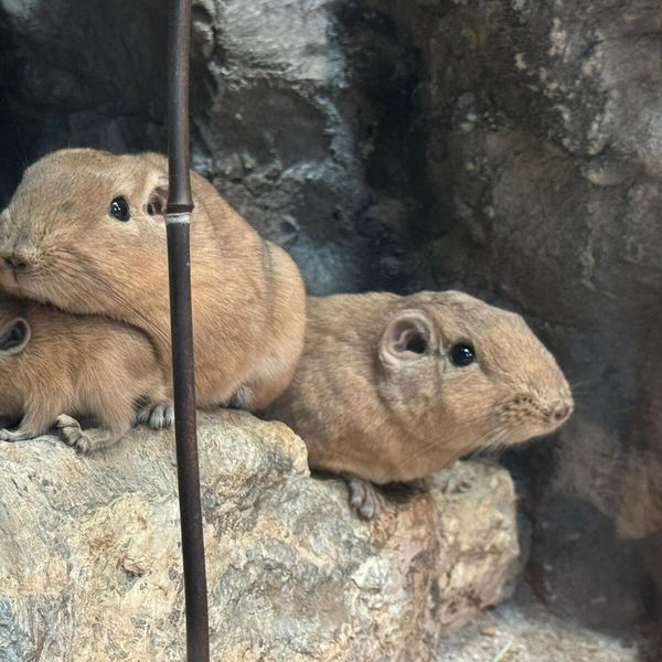 U Zagrebu prvi put na svijet došli dražesni gundiji