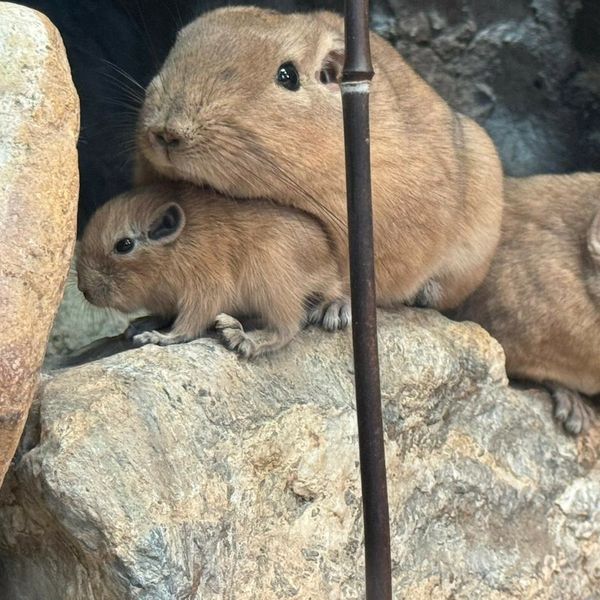 U Zagrebu prvi put na svijet došli dražesni gundiji
