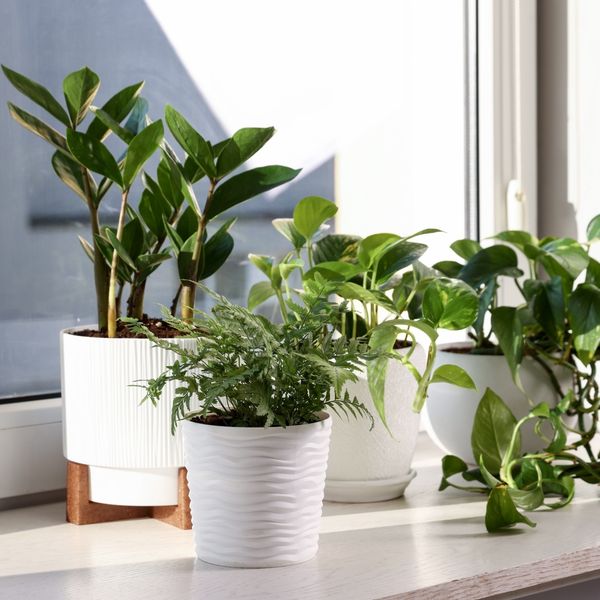 Kako znati je li biljka na pogrešnom prozoru?