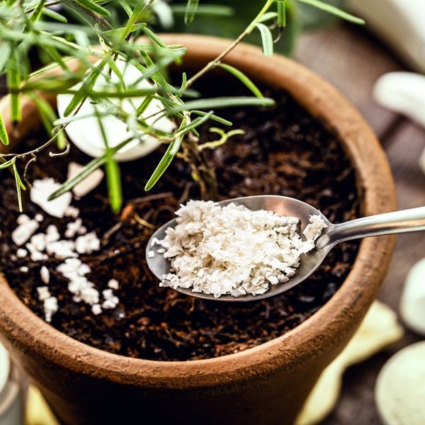 Biljke koje loše reagiraju na ljuske jaja kao gnojivo