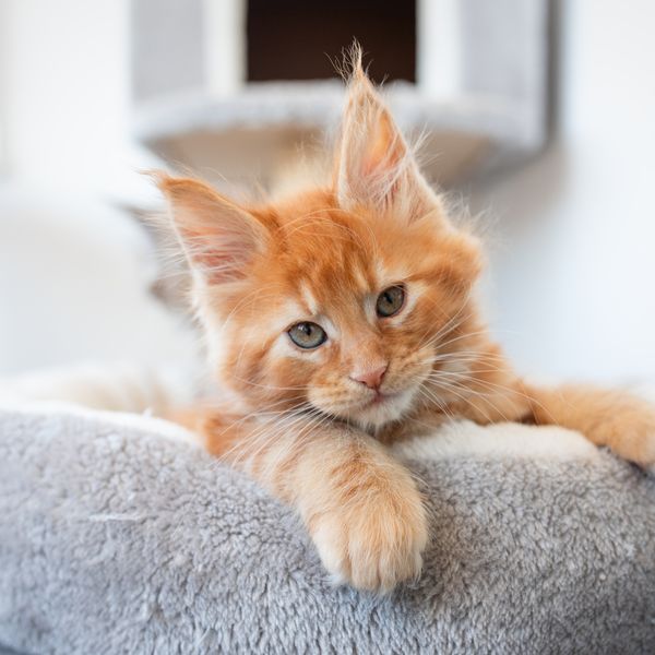 Najpopularnije pasmine mačaka na svijetu