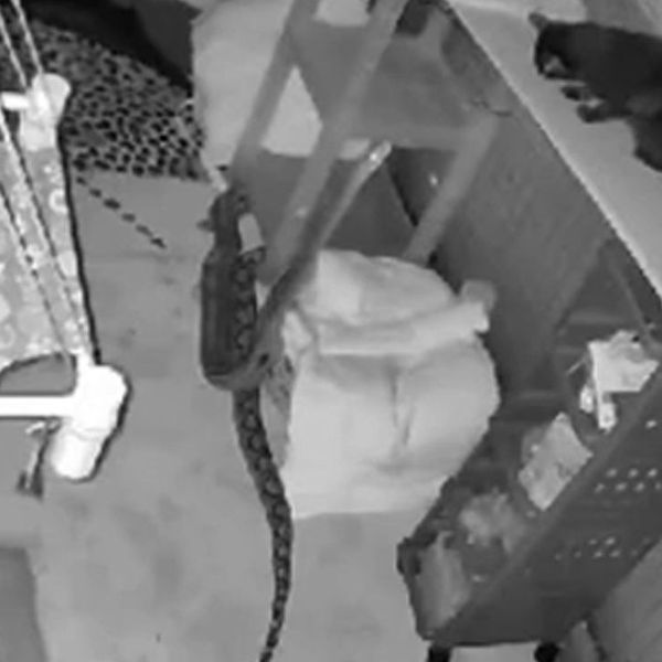 Obračun između zmije i mačke kulminirao općim kaosom