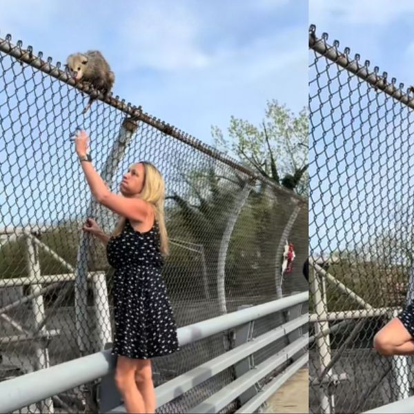 Zaustavila taksi i uskočila u pomoć životinji koja je zapela na vrhu ograde