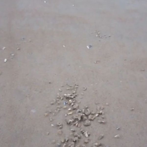 Gledatelje uhvatila jeza kad su vidjeli prizor s plaže: "Otkrio sam novu fobiju"