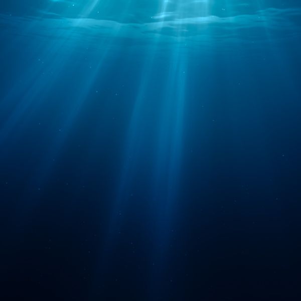 Ova životinja imala je 100 godina još dok je Shakespeare bio živ, a njezina vrsta u sebi krije pravu tajnu dugovječnog života