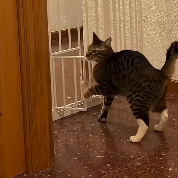 Neke mačke su pametnije od vlasnika, a ove snimke su nepobitni dokaz