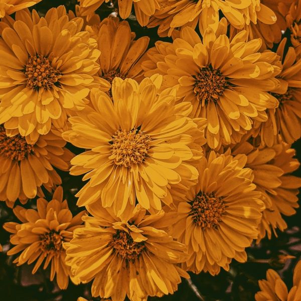 Posebnosti ljudi rođenih u studenom