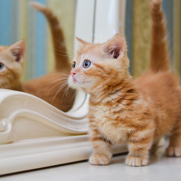 Male pasmine mačaka idealne i za najmanje stanove