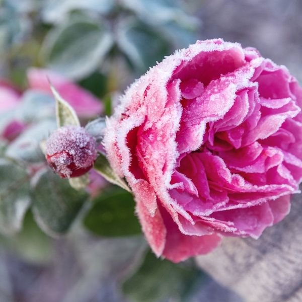 Želite zaštititi biljke od hladnoće? Ovu metodu onda nemojte koristiti