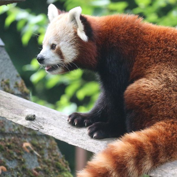 Dan crvenog pande obilježit će se u subotu u zagrebačkom zoo vrtu