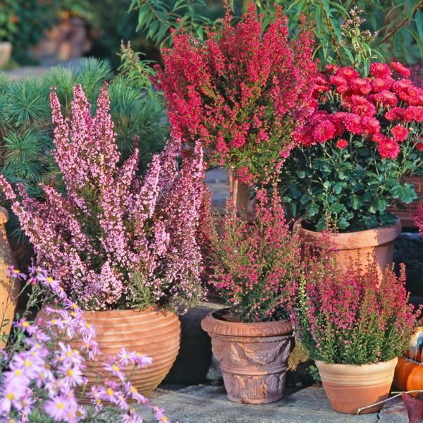 Zašto birati eriku prije vrijeska?