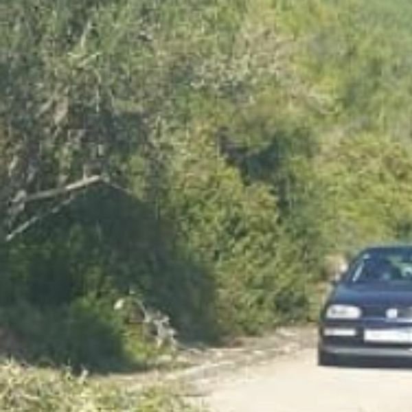 Dalmatinac napravio pravu kolonu, a kad vidite zašto nećete se prestati smijati