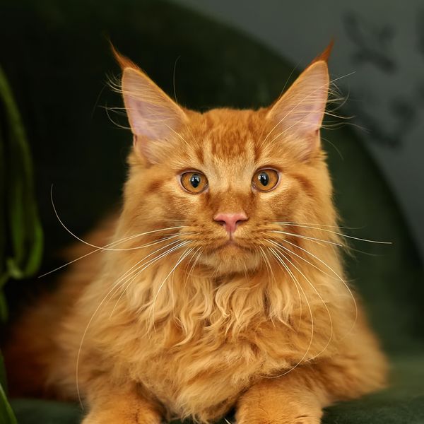 Najljepše pasmine mačaka narančaste boje