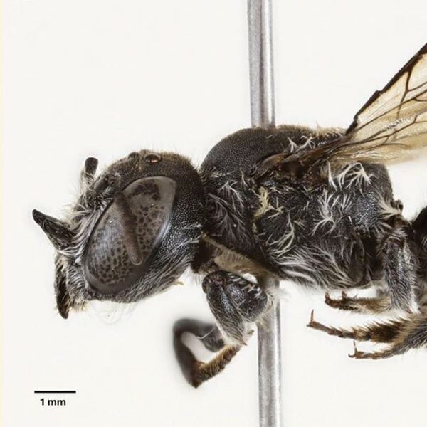 Znanstvenici iznenađeni: Otkrili potpuno novu vrstu pčele, zbog jednog detalja dobila jezivo ime