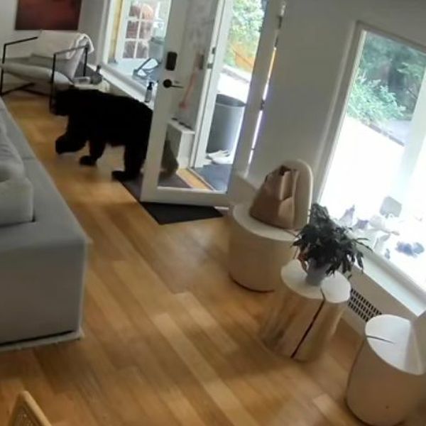 Medvjed im ušetao u kuću, ali nije bio spreman na ovakav otpor