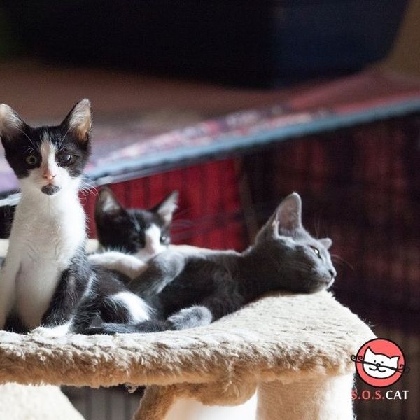 Sedmo izdanje akcije „Kad se naše šape slože“