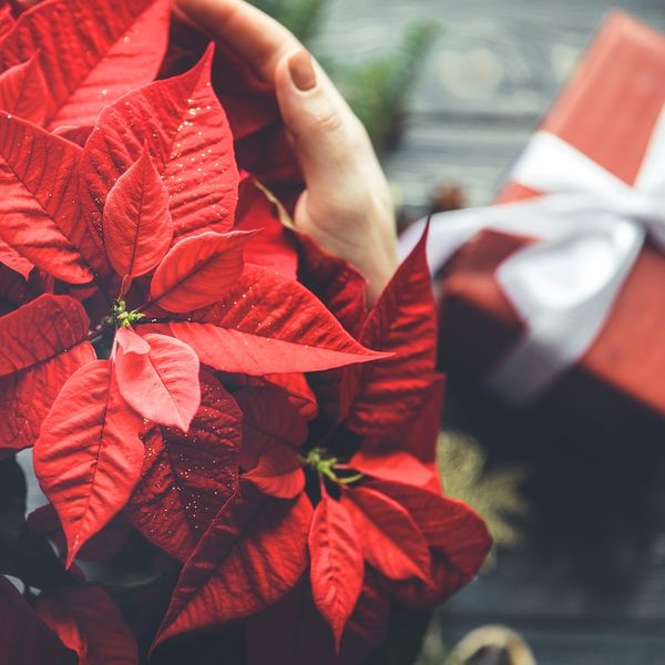 Savjeti za kupnju božićne zvijezde