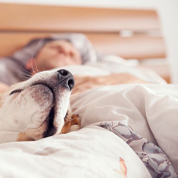 Žena se probudila s pitonom na prsima