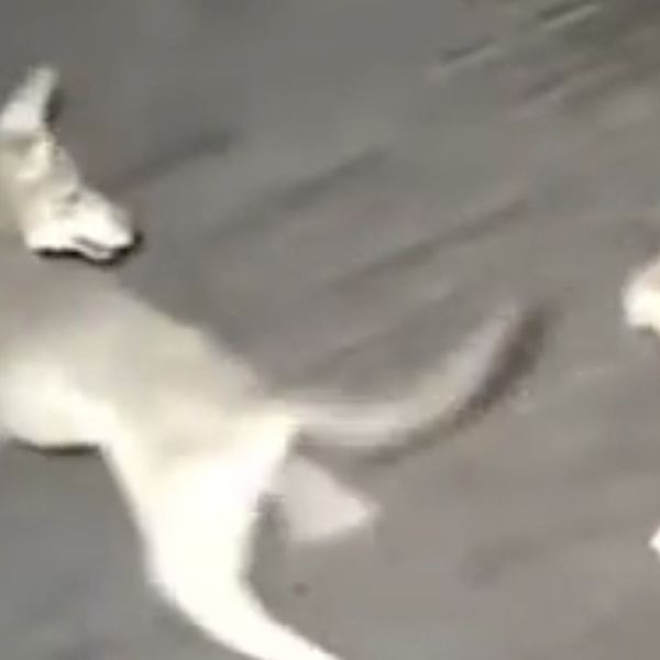 Kamera snimila obračun na trijemu, mačka se odlično snašla