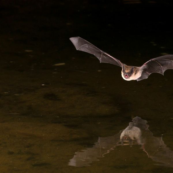 Američki šišmiši imaju neobičnu sposobnost, a nitko od znanstvenika ne zna zašto