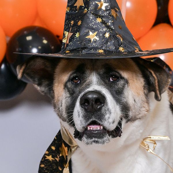 U petak u Dumovcu Čarobno večernje udomljavanje pasa i mačaka