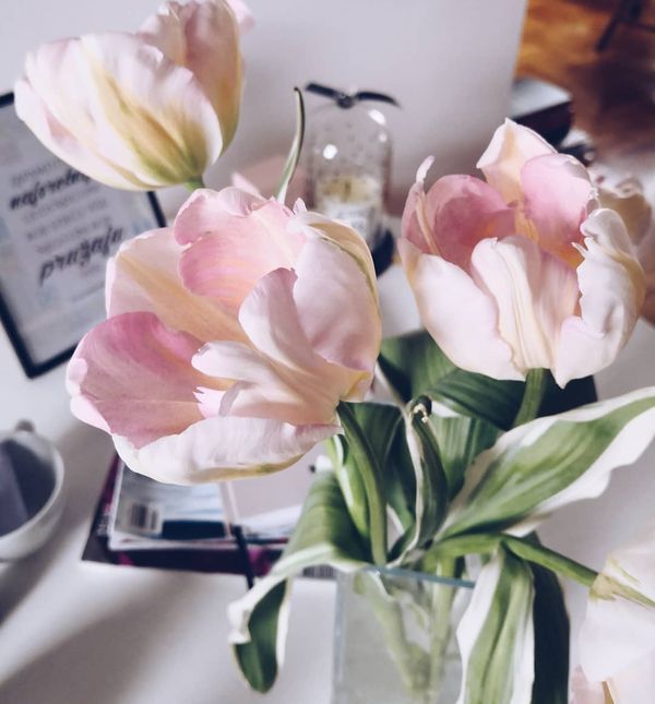 Cvjetna sorta koja je spojila ljepotu tulipana i božura