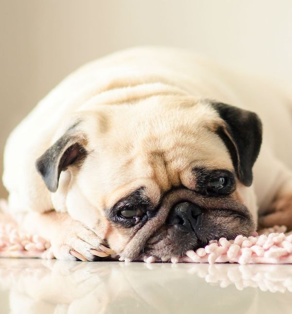 Tugu i bezvoljnost kod psa koji mogu prerasti u depresiju mogu otkriti određeni znakovi