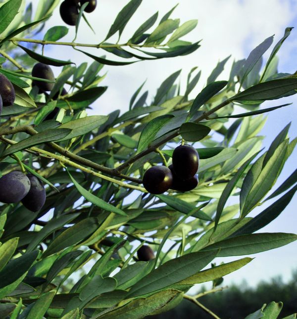 I plod i lišće masline blagotvorni su za zdravlje