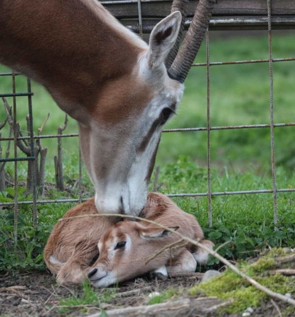 U Zoološkom vrtu Grada Zagreba na svijet je došlo žensko mladunče sabljorogog oriksa