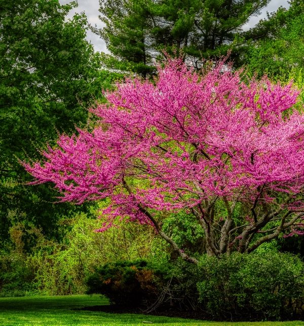 Judino drvo simbol je neraskidive veze između čovjeka i prirode