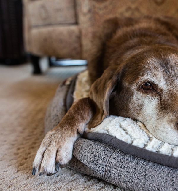 Seniori imaju razvijen osjećaj zahvalnosti te formirano ponašanje i temperament