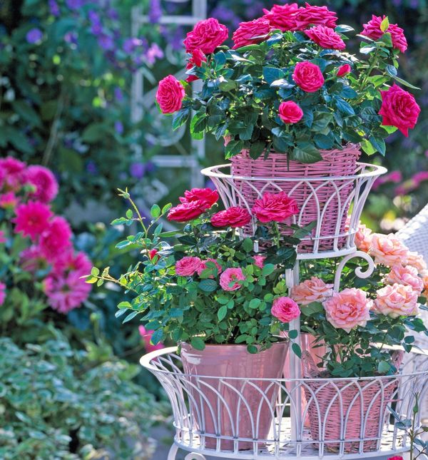 Mini ruže predivan su i zahvalan cvijet