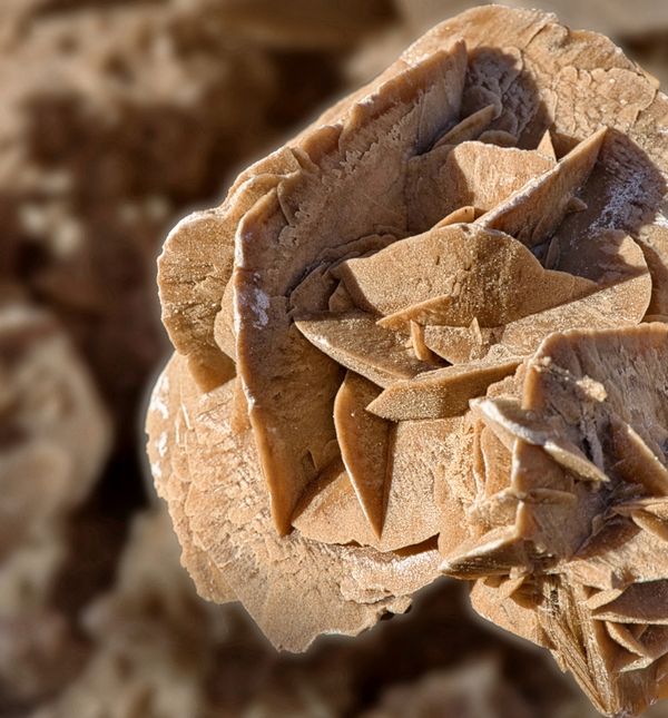 Pustinjska ili pješčana ruža