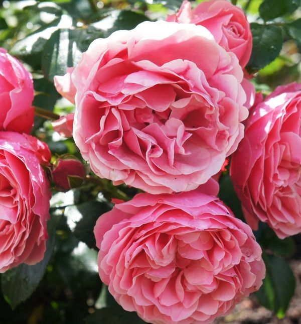 Mirisne Bourbon ruže