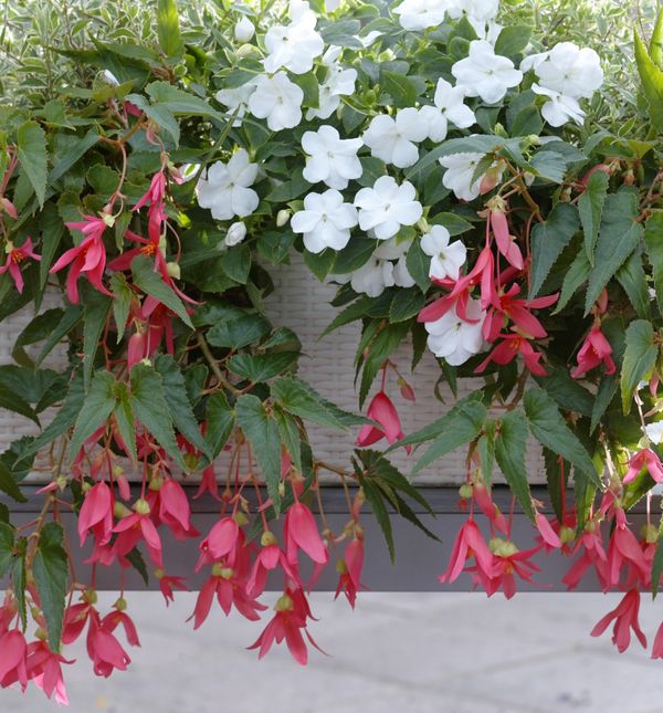 Cvijeće koje voli sjenu